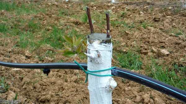 grafted trees in an apple orchard protected with bordeaux mixture to combat downy mildew