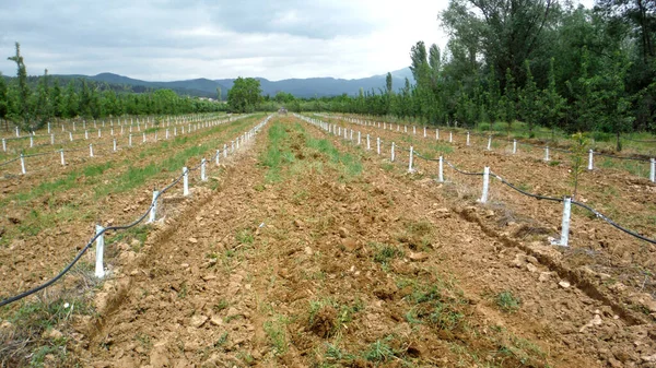 Grafted trees in an apple orchard protected with bordeaux mixture to combat downy mildew — Stock Image Grafted Trees Apple Orchard Protected Bordeaux Mixture Combat Downy Mildew Royalty Free Stock Photos