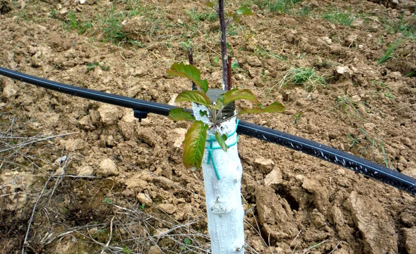 Grafted trees in an apple orchard protected with bordeaux mixture to combat downy mildew — Stock Image Grafted Trees Apple Orchard Protected Bordeaux Mixture Combat Downy Mildew Stock Picture