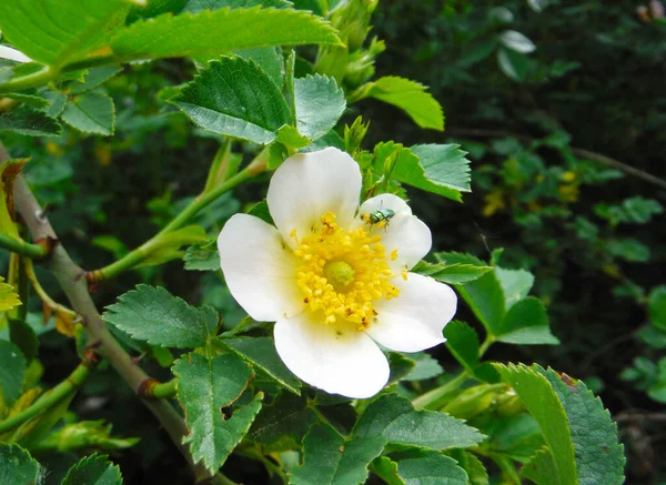 Schöne Rosa Rosen Mit Fruchtfliege — Stockfoto