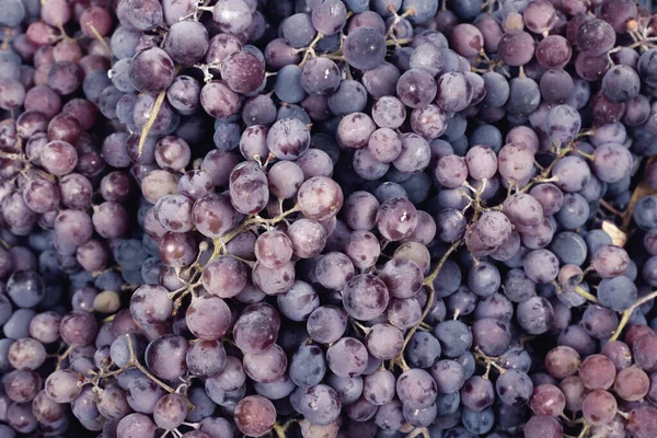 Purple ripe grape berries. autumn grape texture background