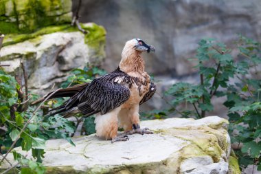 Sakallı akbaba (Gypaetus barbatus). Akbaba veya sakallı Vu