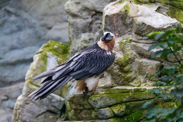 Sęp brodaty (Gypaetus barbatus). Lammergeier lub Brodaty Vu — Zdjęcie stockowe