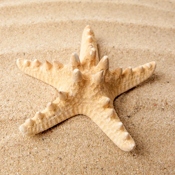 Bella stella marina sulla spiaggia . — Foto Stock