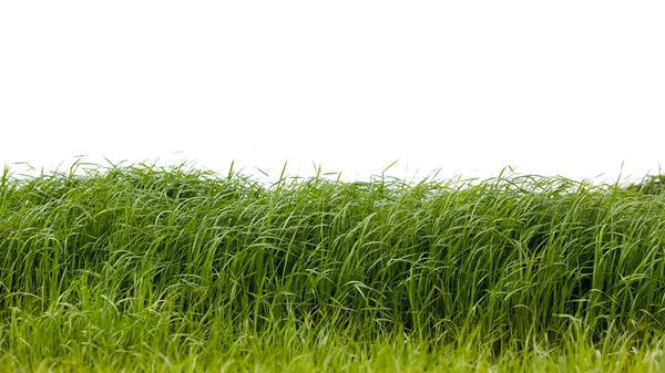 Grass isolated on white background. — Stock Photo, Image