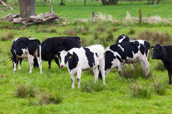 Hjordar av kor. Kor på ett grönt fält. kor på ängen — Stockfoto