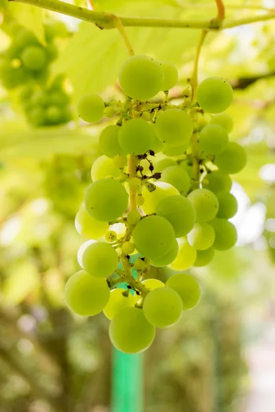 Ripe Bunche of White Wine Grapes.  Grape. Grape harvest. Grape p — Stock Photo, Image