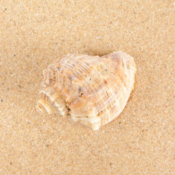 Concha en la playa —  Fotos de Stock