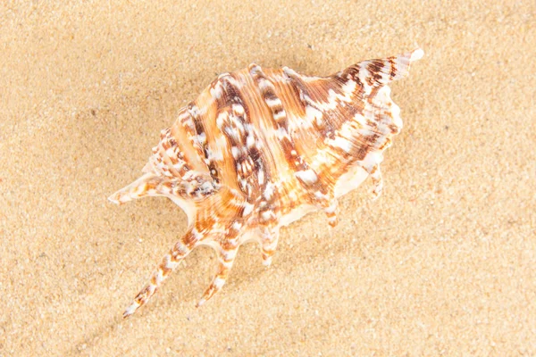 Shell sulla spiaggia — Foto Stock