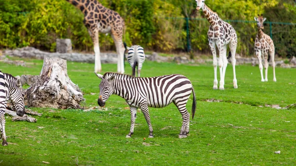 Zebra ve zürafa hayvanat bahçesindeki yeşil parkta. — Stok fotoğraf