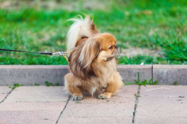 Çimlerin üzerinde güzel pekin.