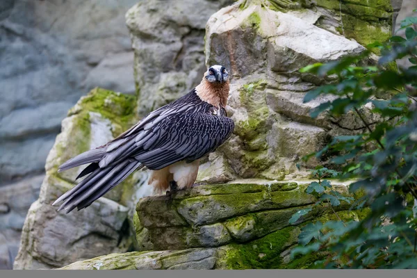 Bearded vulture (Gypaetus barbatus) .  Lammergeier or Bearded Vu — Stock Photo, Image