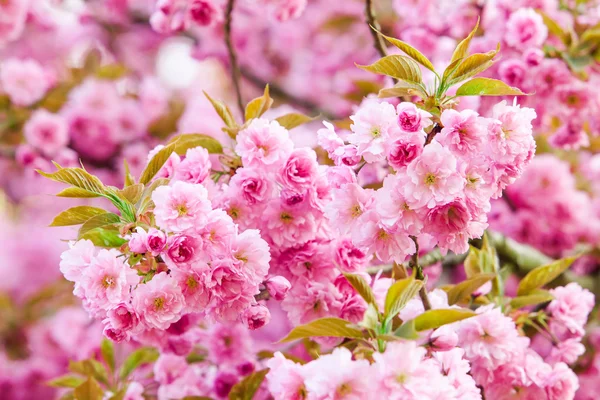 Beautiful pink flowers. lilac flowers. — Stock Photo, Image