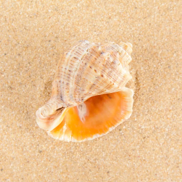 Shell on the beach — Stock Photo, Image