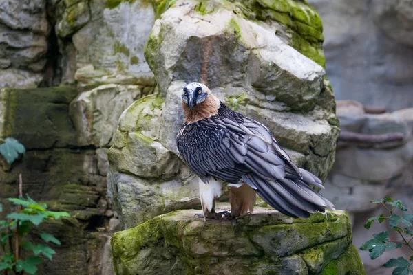 Sakallı akbaba (Gypaetus barbatus). Akbaba veya sakallı Vu — Stok fotoğraf