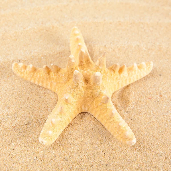 Schöne Seesterne am Strand. — Stockfoto