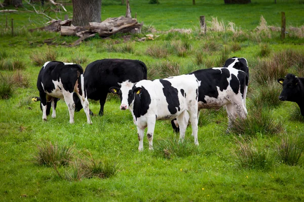Stádo krav. Krávy na zelené louce. Krávy na hřišti — Stock fotografie
