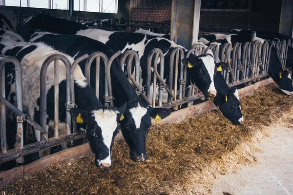 Vacas numa quinta. Vacas leiteiras  . — Fotografia de Stock