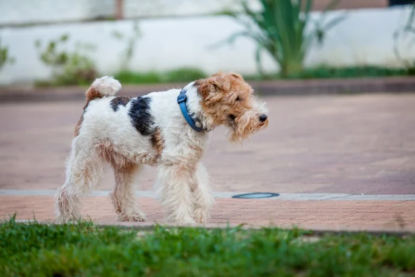 Cão lindo. Retrato jovem cão brincando. Raposa Terrier — Fotografia de Stock