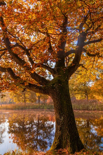 Sonbahar orman manzara. Altın sonbahar sahne. Sonbahar. Sonbahar. A — Stok fotoğraf