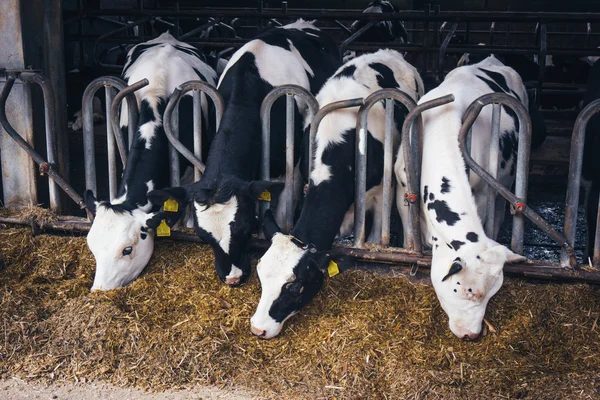 Коровы на ферме. Молочные коровы  . — стоковое фото