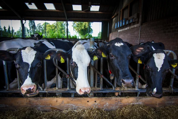 Vaches dans une ferme. Vaches laitières  . — Photo
