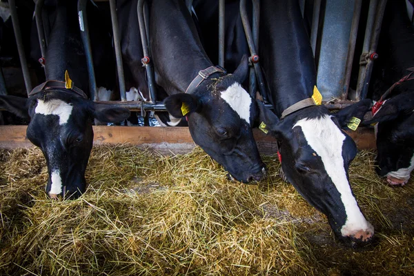 Kühe auf einem Bauernhof. Milchkühe . — Stockfoto