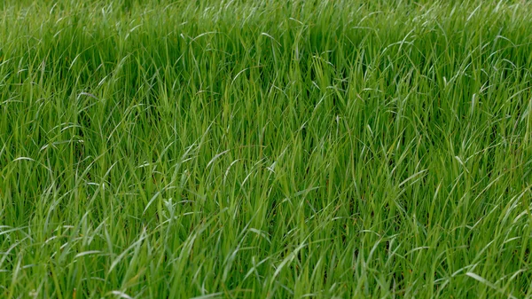 Antecedentes de una hierba verde. Textura de hierba verde — Foto de Stock