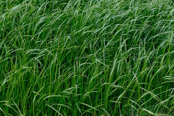 Antecedentes de una hierba verde. Textura de hierba verde — Foto de Stock