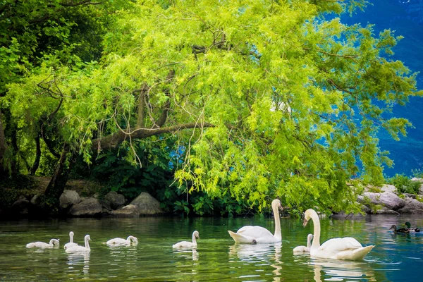 Mute Swan. Beautiful young swans in lake — Stock Photo, Image