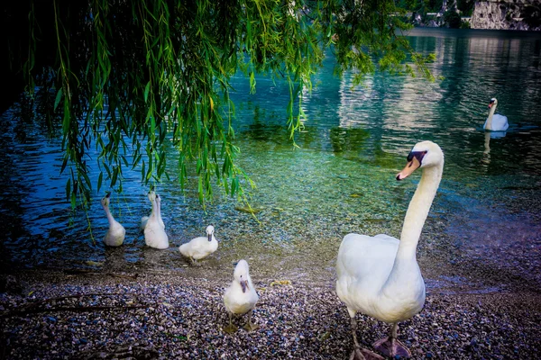 Mute Swan. Beautiful young swans in lake — Stock Photo, Image