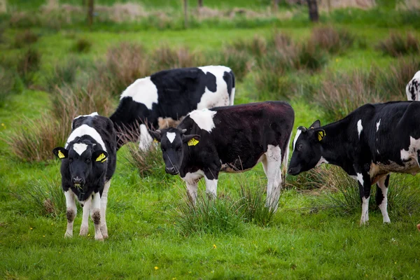 Besättningen av kor. Kor på ett grönt fält. Kor på fältet — Stockfoto