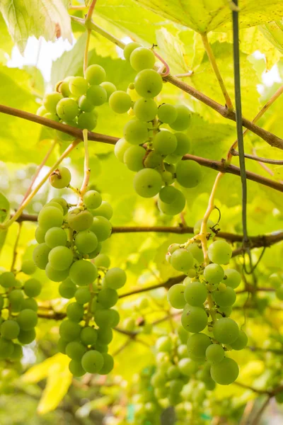 Manojo maduro de uvas de vino blanco. Uva. Cosecha de uva. Uva p — Foto de Stock