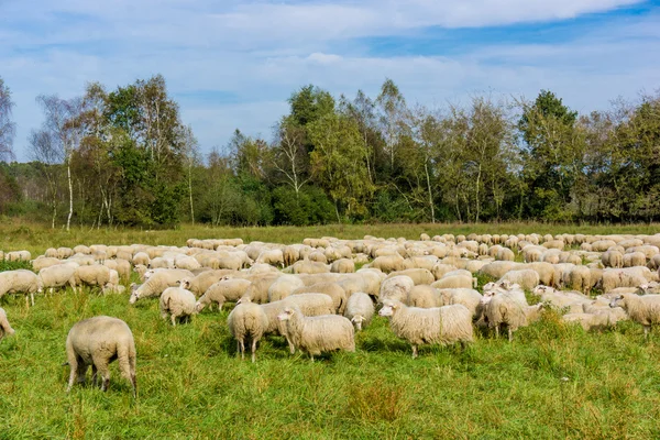 Κοπάδι πρόβατα βοσκής. πρόβατο στο Λιβάδι. — Φωτογραφία Αρχείου