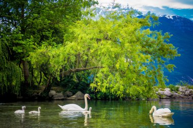 Mute Swan. Güzel genç kuğular gölde