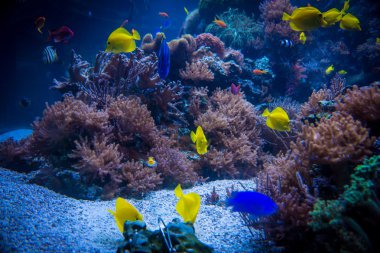 tropikal balıklar mavi mercan resif deniz su akvaryumda buluşmak. Unde