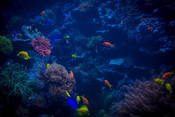 Peixes tropicais se encontram no recife de coral azul aquário de água do mar. Unde — Fotografia de Stock