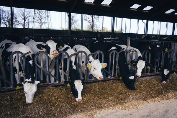 Vaches dans une ferme. Vaches laitières  . — Photo