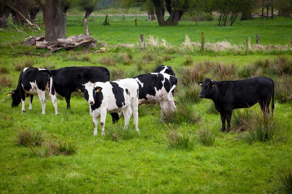 Kudde koeien. Koeien op een groen veld. Koeien op het veld — Stockfoto