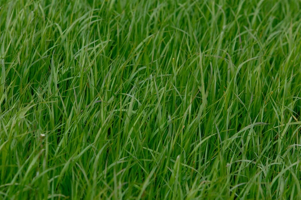 Hintergrund eines grünen Rasens. Grünes Gras — Stockfoto