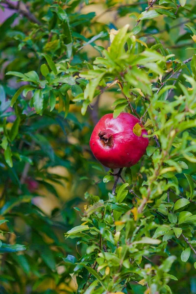Grenade fruit sur arbre. — Photo
