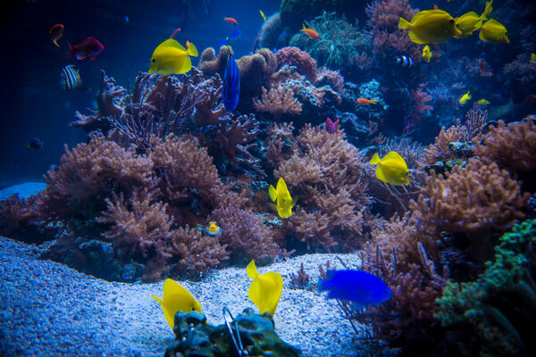 tropical fishes meet in blue coral reef sea water aquarium. Unde