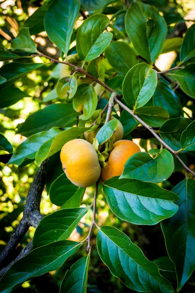 Persimmons na árvore. kaki — Fotografia de Stock