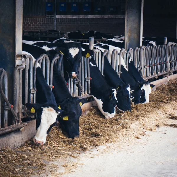 Vacas en una granja. Vacas lecheras  . —  Fotos de Stock