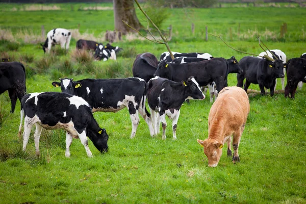 Manada de vacas. Vacas en un campo verde. Vacas en el campo — Foto de Stock