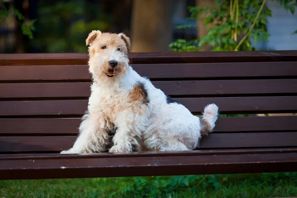 Schöner Hund. Porträt junger Hund beim Spielen — Stockfoto