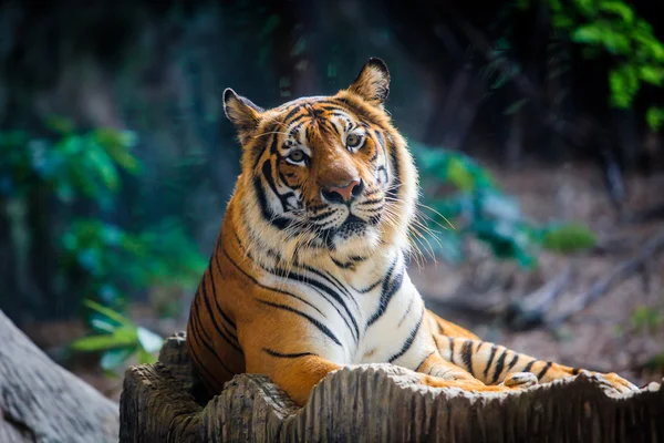 Tigre, retrato de un tigre de bengala. Un tigre sentado en un zoológico . —  Fotos de Stock