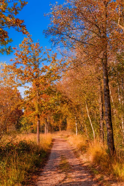 Paysage forestier d'automne. Paysage d'automne doré. Automne. Tomber. A — Photo