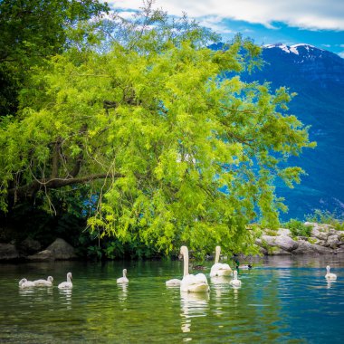 Mute Swan. Güzel genç kuğular gölde