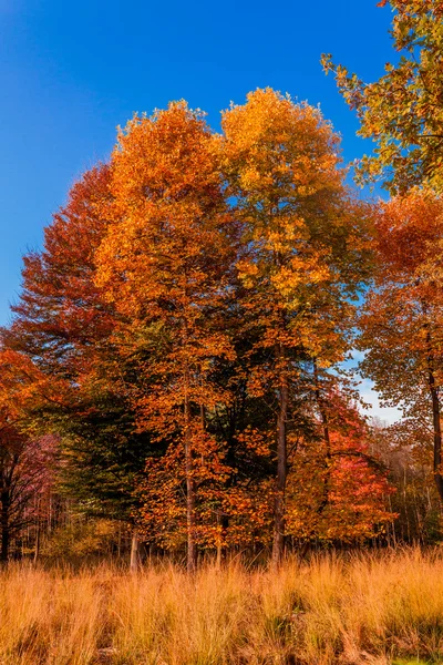 Φθινοπωρινό δάσος τοπίο. Χρυσή φθινόπωρο τοπίο. Το φθινόπωρο. Πτώση. Α — Φωτογραφία Αρχείου